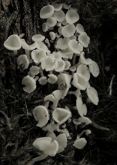 lachnetka Lachnum sp.