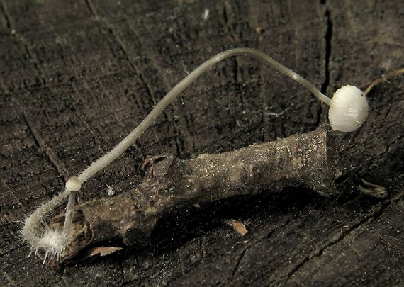 prilbička Mycena sp.