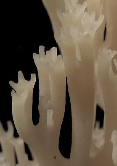 korunovec svietnikovitý Artomyces pyxidatus (Pers.) Jülich