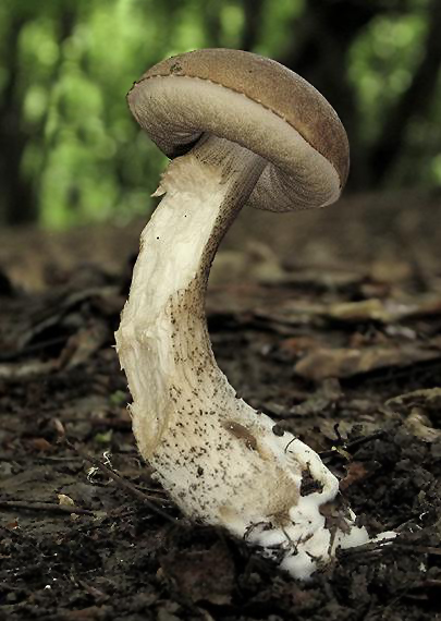 kozák hrabový Leccinum pseudoscabrum (Kallenb.) Šutara