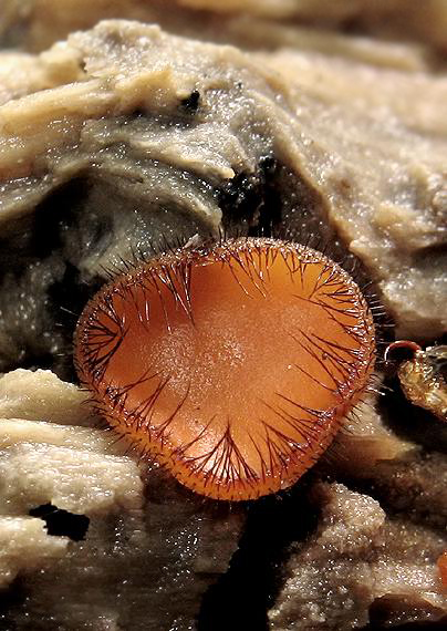 štítovnička Scutellinia sp.
