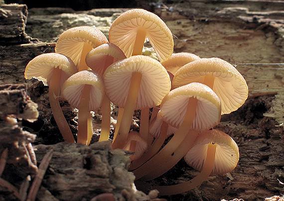 prilbička žltohlúbiková Mycena renati Quél.