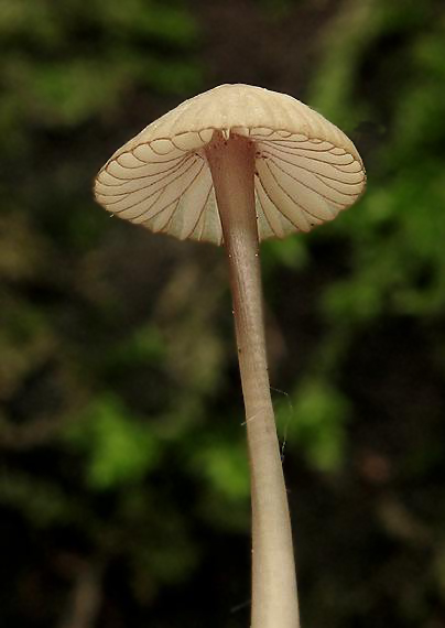 prilbička červenoobrúbená Mycena rubromarginata (Fr.) P. Kumm.