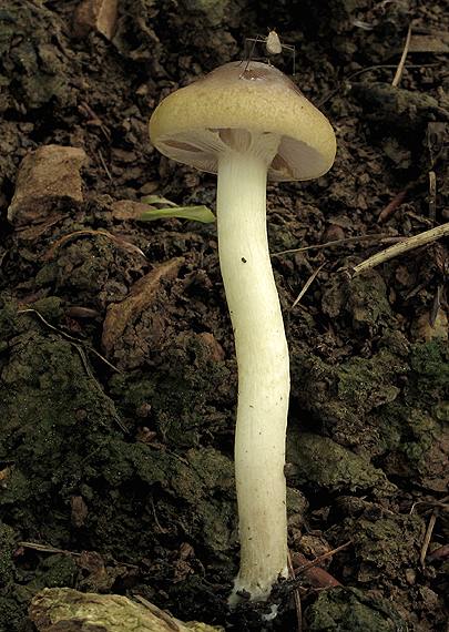 poľnička včasná Agrocybe praecox (Pers.) Fayod