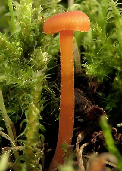 machovček oranžový Rickenella fibula (Bull.) Raithelh.