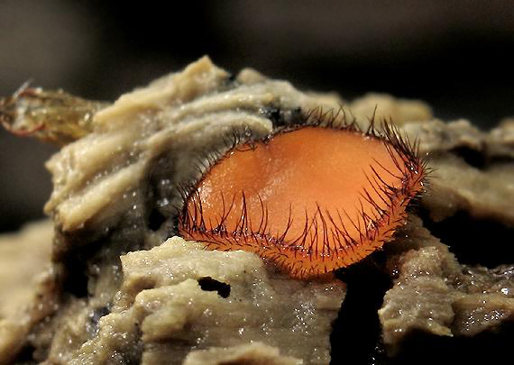 štítovnička Scutellinia sp.