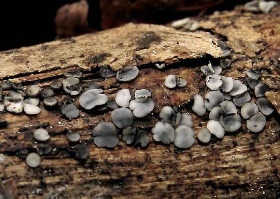 molízia Mollisia sp.