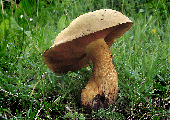 hríb siný Suillellus luridus (Schaeff.) Murrill