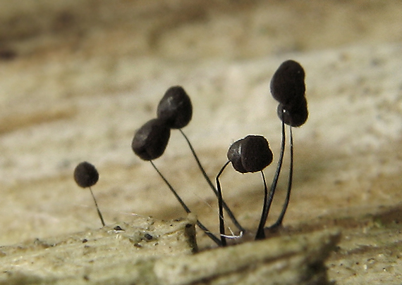 slizovka Myxomycetes