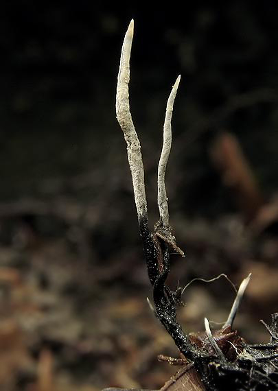 drevnatec bukový Xylaria carpophila (Pers.) Fr.