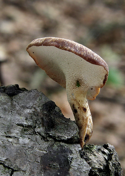 trúdnik zimný Lentinus brumalis (Pers.) Zmitr.