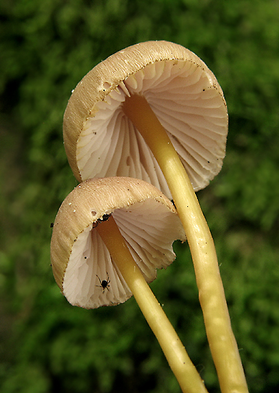 prilbička žltohlúbiková Mycena renati Quél.