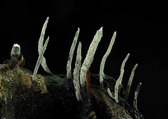 drevnatec bukový Xylaria carpophila (Pers.) Fr.
