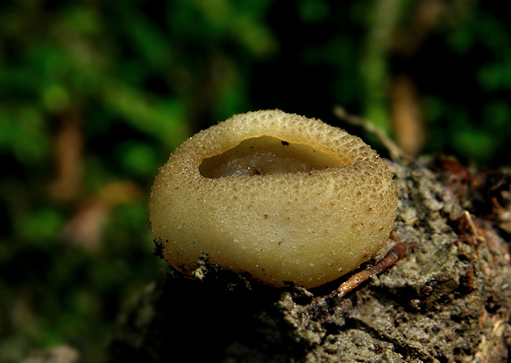 čiaška Peziza sp.