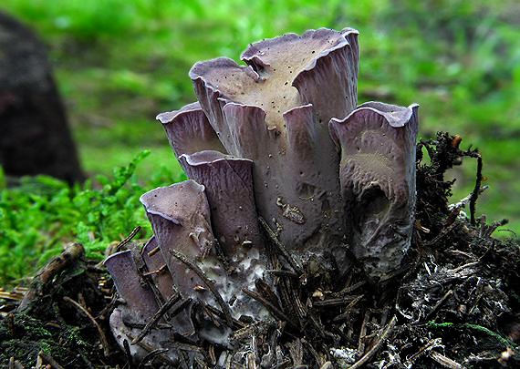lievikovec kyjakovitý Gomphus clavatus (Pers.) Gray