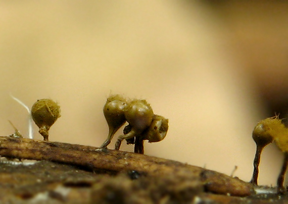 slizovka Myxomycetes