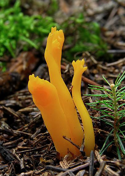 parôžkovec lepkavý Calocera viscosa (Pers.) Fr.