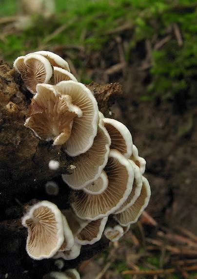 pahliva premenlivá Crepidotus variabilis (Pers.) P. Kumm.