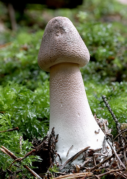 bedľa vysoká Macrolepiota procera (Scop.) Singer