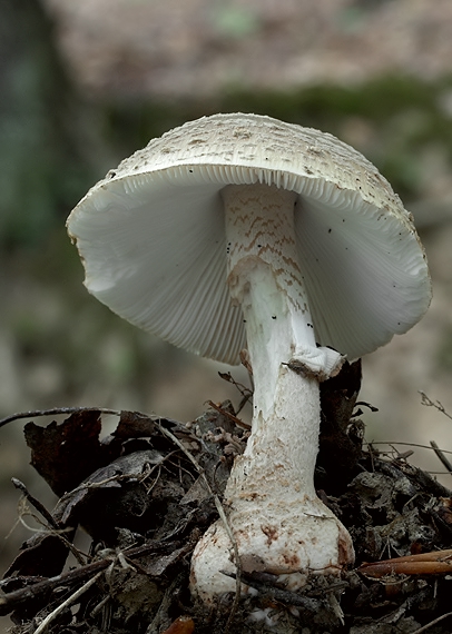 muchotrávka červenkastá Amanita rubescens Pers.