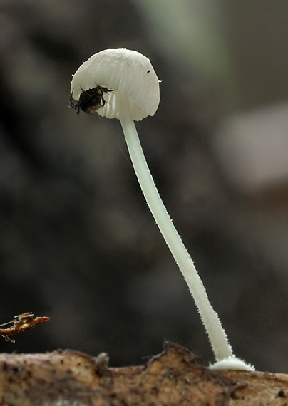 prilbička diskovitá Mycena stylobates (Pers.) P. Kumm.