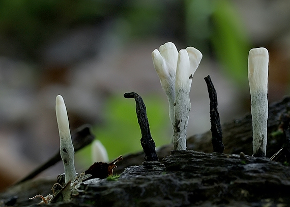 drevnatec parohatý Xylaria hypoxylon (L.) Grev.