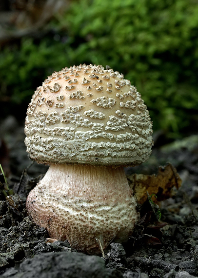 muchotrávka červenkastá Amanita rubescens Pers.
