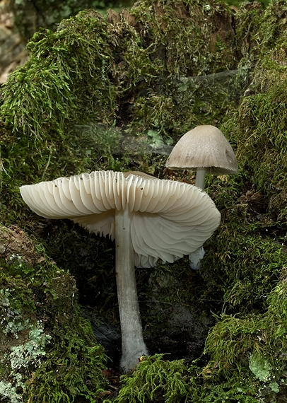 štítovka Pluteus sp.