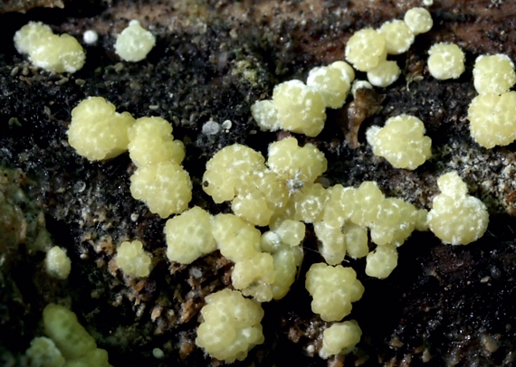 ponorenec želatinovitý Hypocrea gelatinosa (Tode) Fr.