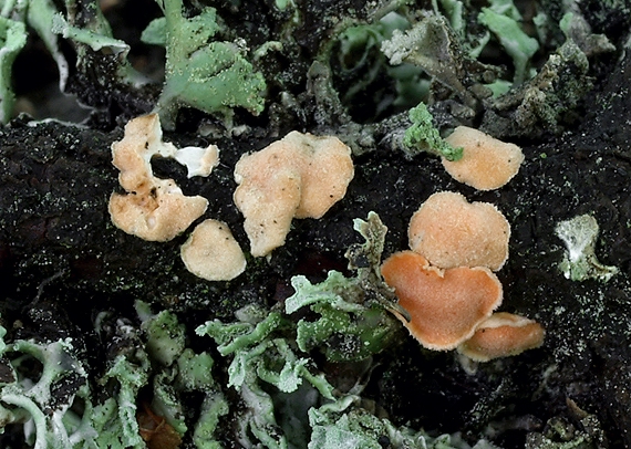 obrúbenec beztvarý Aleurodiscus amorphus (Pers.) J. Schröt.