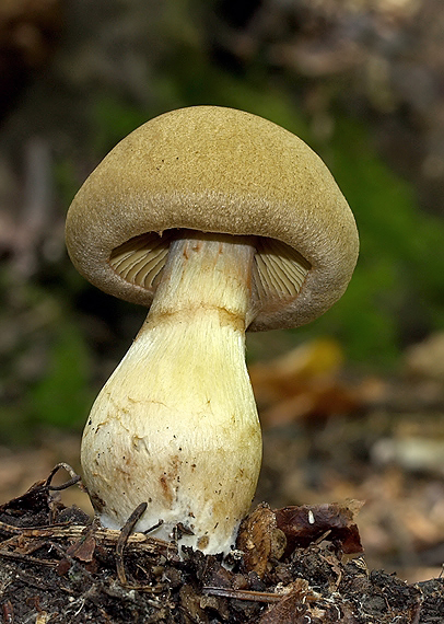 pavučinovec Cortinarius sp.