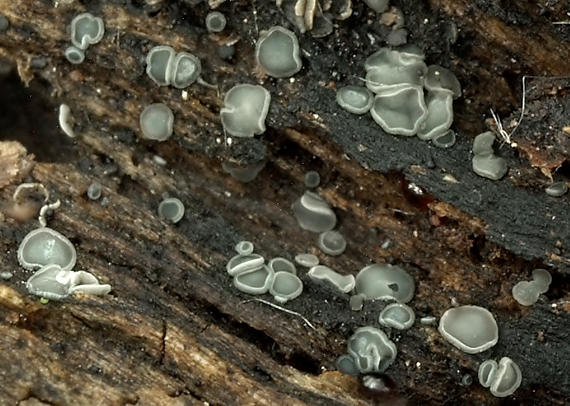 molízia Mollisia sp.