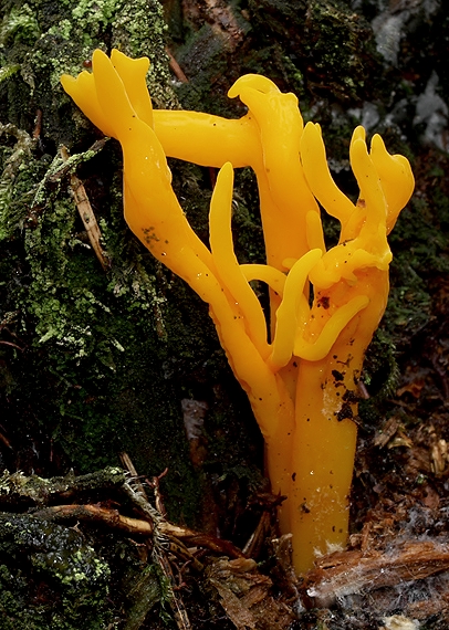 parôžkovec lepkavý Calocera viscosa (Pers.) Fr.