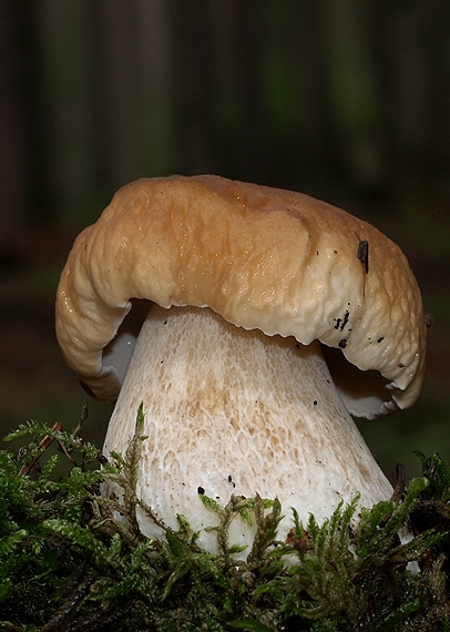 hríb smrekový Boletus edulis Bull.