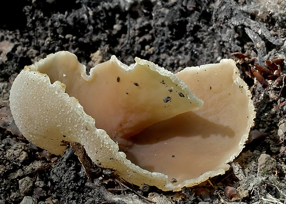 čiaška Peziza sp.