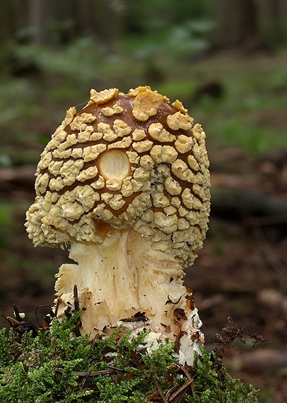 muchotrávka kráľovská Amanita regalis (Fr.) Michael