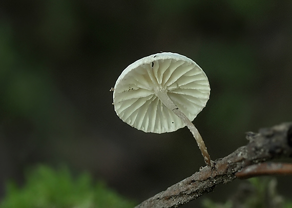 tancuľka konáriková Marasmiellus ramealis (Bull.) Singer