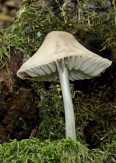 prilbička Mycena sp.