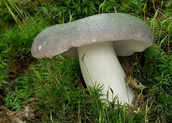 plávka modrastá Russula cyanoxantha (Schaeff.) Fr.