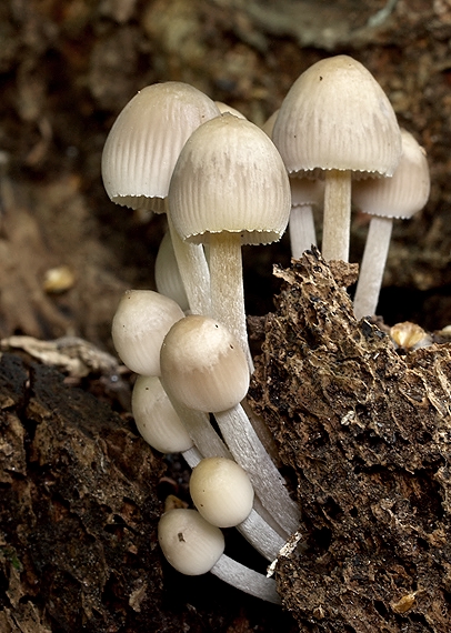 prilbička bielohlúbiková Mycena cf. niveipes (Murrill) Murrill