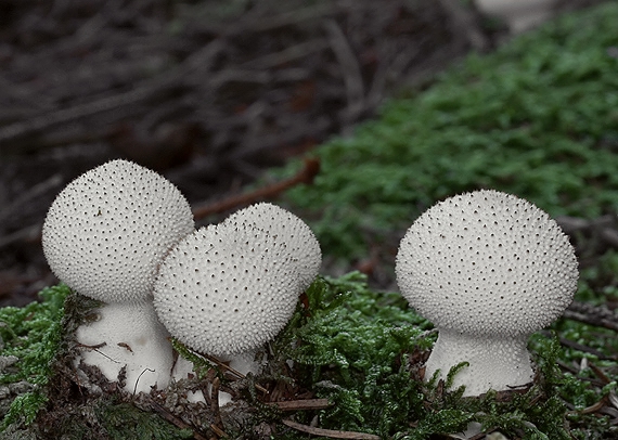 rozpadavec stopkatý Lycoperdon excipuliforme (Scop.) Pers.