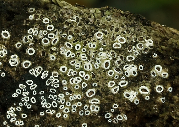 dubkovec Stictis sp.