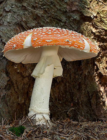 muchotrávka červená Amanita muscaria (L.) Lam.