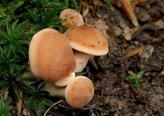 rýdzik sladkastý Lactarius subdulcis (Pers.) Gray