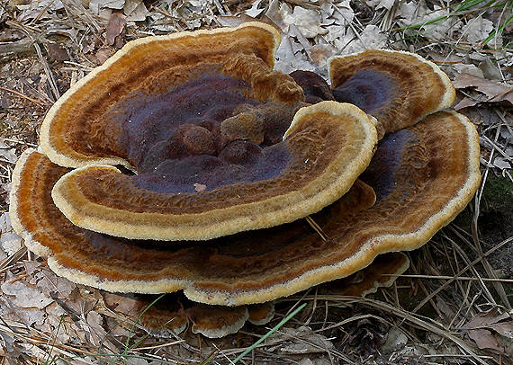 hnedák Schweinitzov Phaeolus schweinitzii (Fr.) Pat.