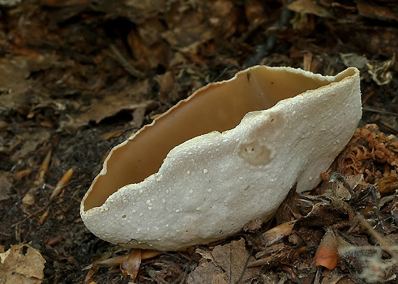 čiaška Peziza sp.