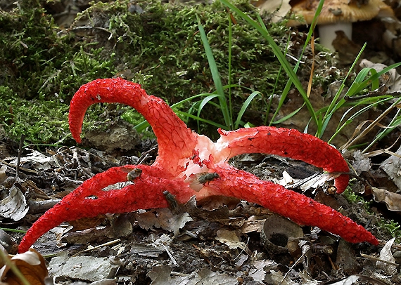 mrežovka kvetovitá Clathrus archeri (Berk.) Dring