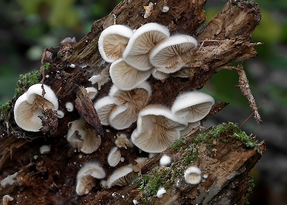 pahliva hrboľatovýtrusná Crepidotus subverrucisporus Pilát