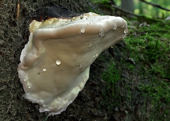 práchnovček pásikavý Fomitopsis pinicola (Sw.) P. Karst.