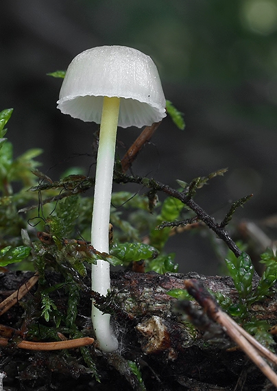 prilbička slizká Mycena epipterygia (Scop.) Gray